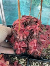 Drosera Slackii, Seedgrown Established Plants