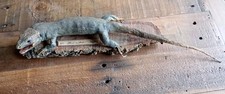 Late 19th Century / Early 20th Century French Hagidio Lizard Taxidermy