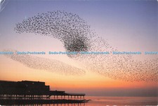 D117281 W316. Starling. Aberystwyth. Ceredigion. Cymric Cards. Ynyslas Borth Cer