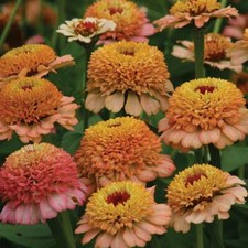 Zinnia Seeds Flowering Garden Plants 'Zinderella Peach' 1 Packet 20 Seeds T&M