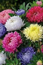 Hybrid Chrysanthemum Flower