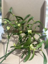 Fresh Mistletoe Picked to