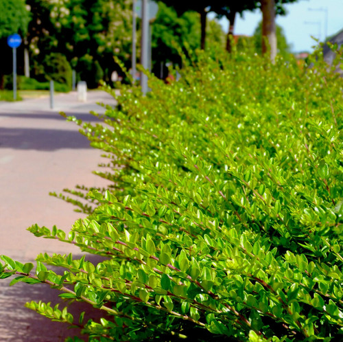 Lonicera nitida hedging - nitida,