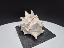 Pink conch seashell - pink,
