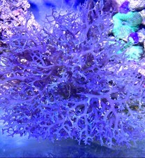 Marine macro algae, Hypnea