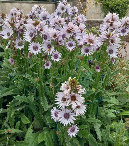 Berkheya purpurea african - 3,