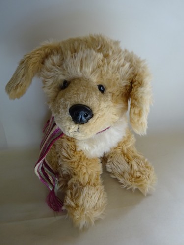 Golden retriever puppy - golden,