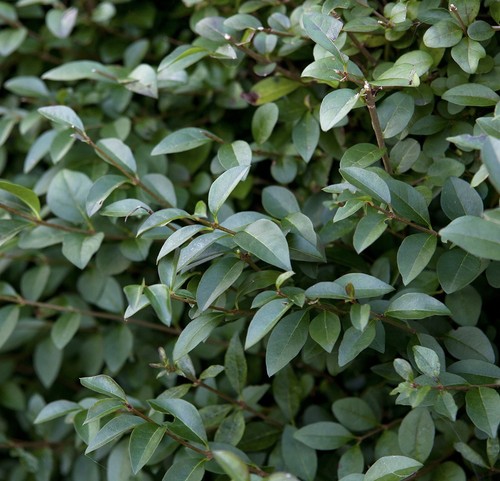 12x organic fresh privet - organic,