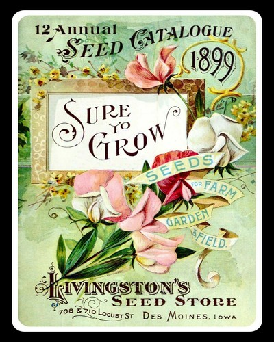 Flower seed catalogue cover - flower,