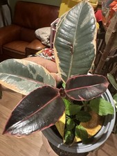 Rubber Plant In Pot.