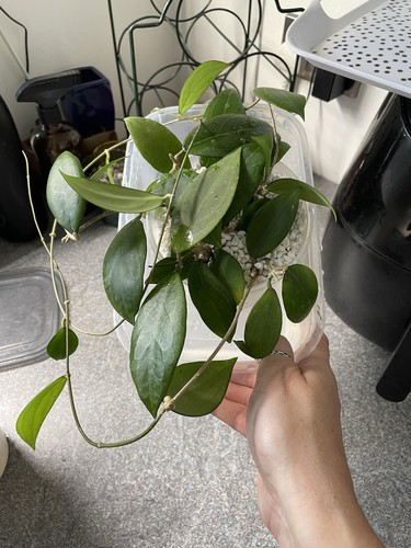 Hoya erythrostemma full plant - ,
