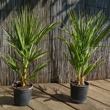 Hardy Fan Palms, 2 x