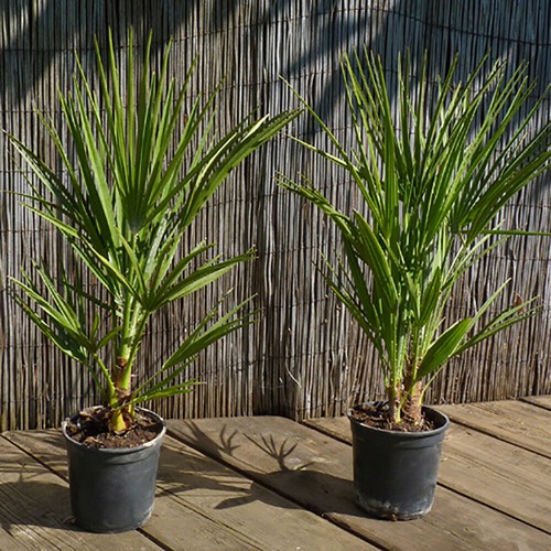 Hardy fan palms x - hardy, palms,