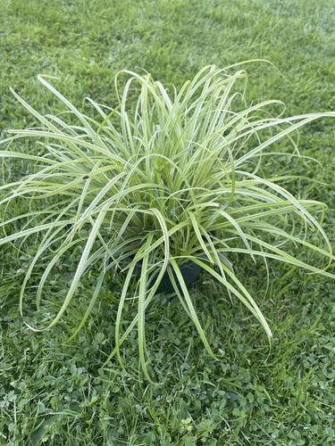 Carex ornamental grass - carex,