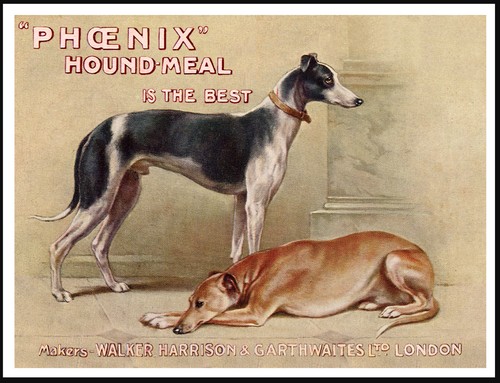 Greyhound dogs vintage style - greyhound,