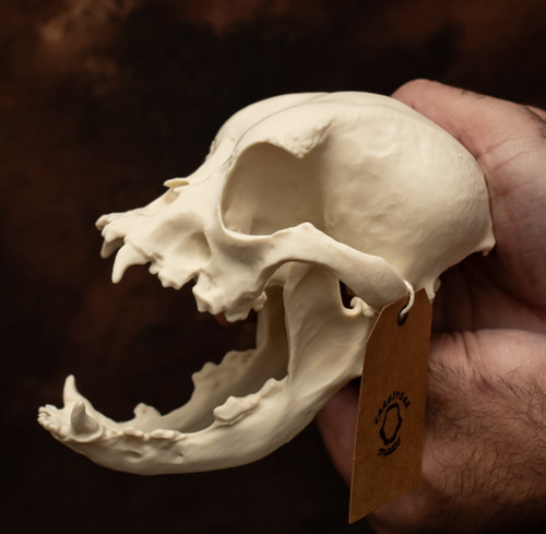 Bulldog skull replica - bulldog,