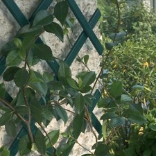 Expanding Green Wooden Trellis