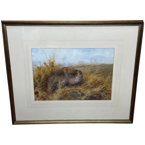 Game birds grey partridges - birds,