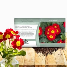 100 Seeds Primrose Seeds -