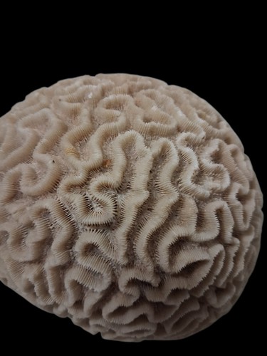 Natural brain coral - natural, fossil