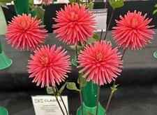 Josudi Hercules Miniature Cactus Dahlia Tuber