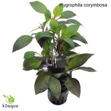 Hygrophila corymbosa Live