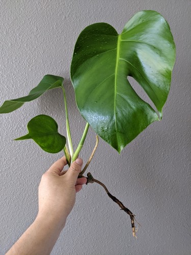 Monstera albo rooted top - albo,