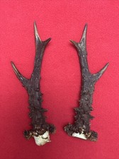 PAIR OF ROE DEER ANTLERS 154g