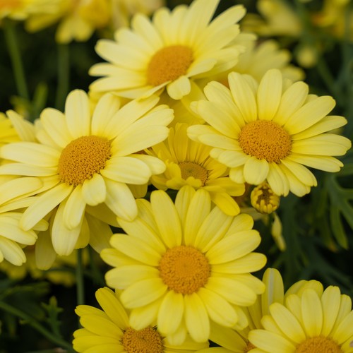 Argyranthemum yellow vibrant - yellow,