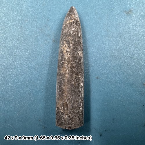 Norfolk belemnite cretaceous - belemnite,,