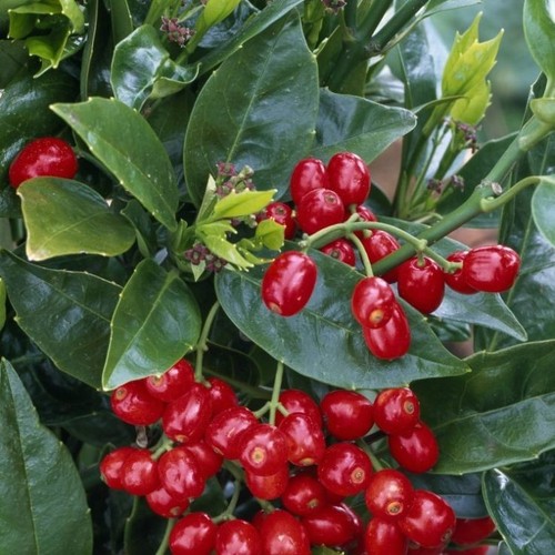Aucuba japonica rozannie - japonica,