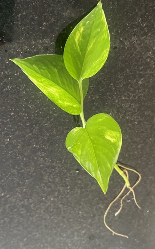 Golden pothos trailing vine - pothos,