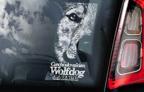Czechoslovakian wolfdog car - czechoslovakian,