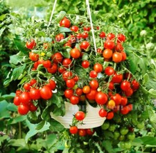 TOMATO VEGETABLE SEEDS Sweet