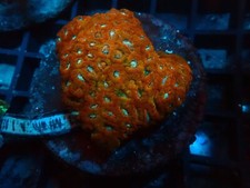 WYSIWIG Acan Micromussa Colony