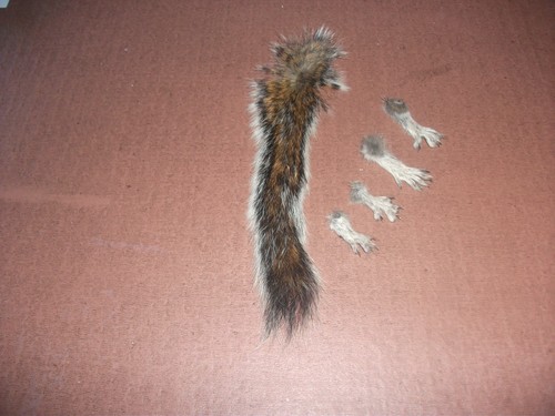 Squirrel tail paws - tail,
