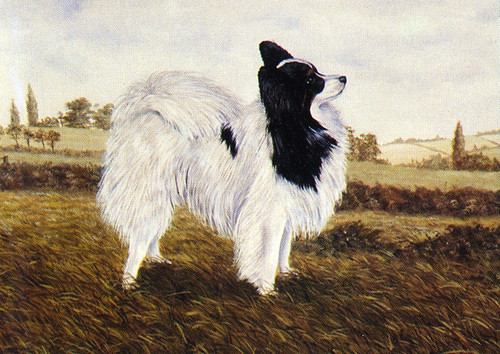 Papillon dog greeting - greeting, card