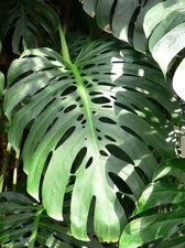 Monstera deliciosa Swiss