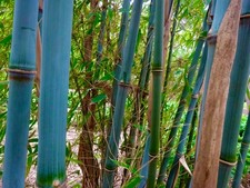 Fargesia papyrifera KR 6438| 12cm potted plant |Blue Bamboo