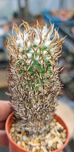 Turbinicarpus flaviflorus - flaviflorus,
