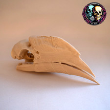 Life Size White-Thighed Hornbill Skull Replica – Realistic 3D Printed Bone Model