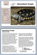 Diamondback Terrapin #109.9 - Reptiles - Grolier Wildlife Adventure Card
