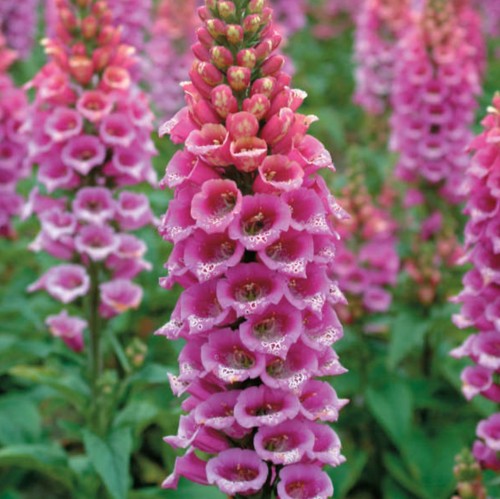Rare foxglove digitalis - foxglove,