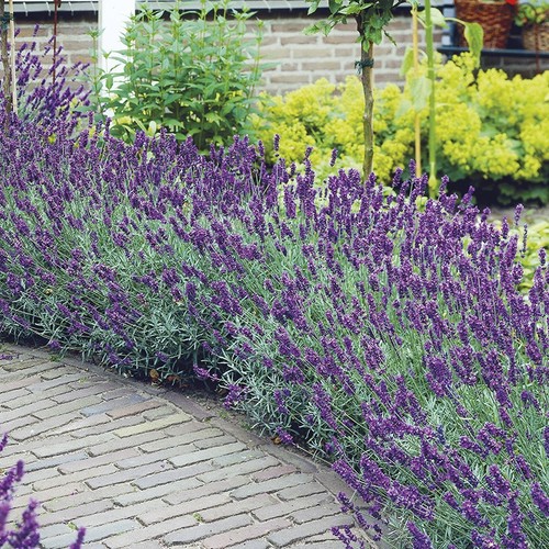 Lavender hidcote english - lavender,