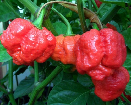 Chili pepper trinidad - chili,
