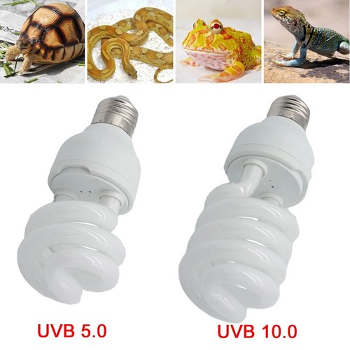 Pet screw bulb plant - bulb, reptile