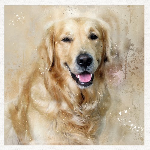 Dog golden retriever - dog, retriever-