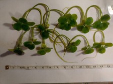 10 Premium XXL Amazon Frogbit! Live Aquarium Floating Plants with Long Roots!