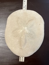 Large Sea Biscuit Sand Dollar