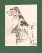 Lucy Dawson ~ Wire Haired Fox Terrier ~ Hand Coloured Print Genuine Vintage 1937